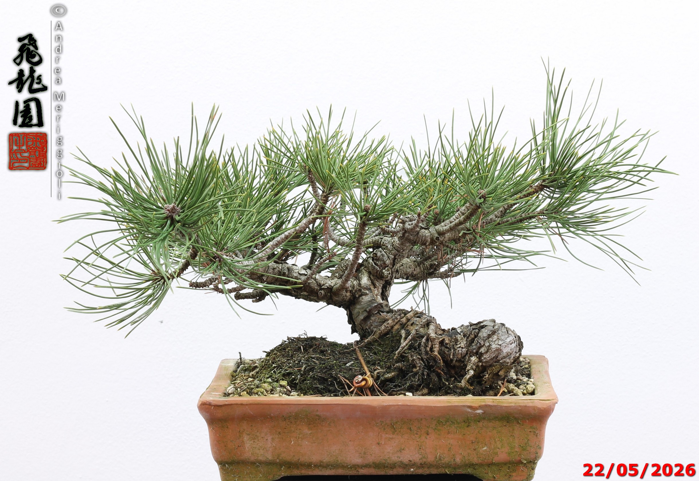 Pinus mugo - immagine 12