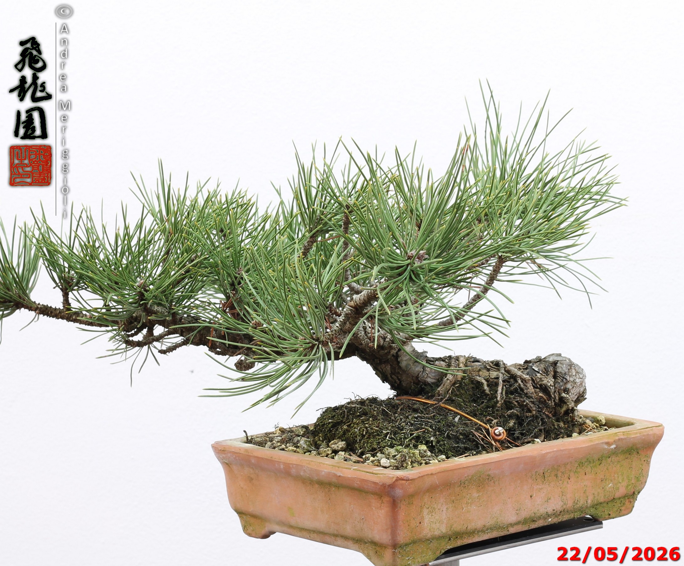 Pinus mugo - immagine 11