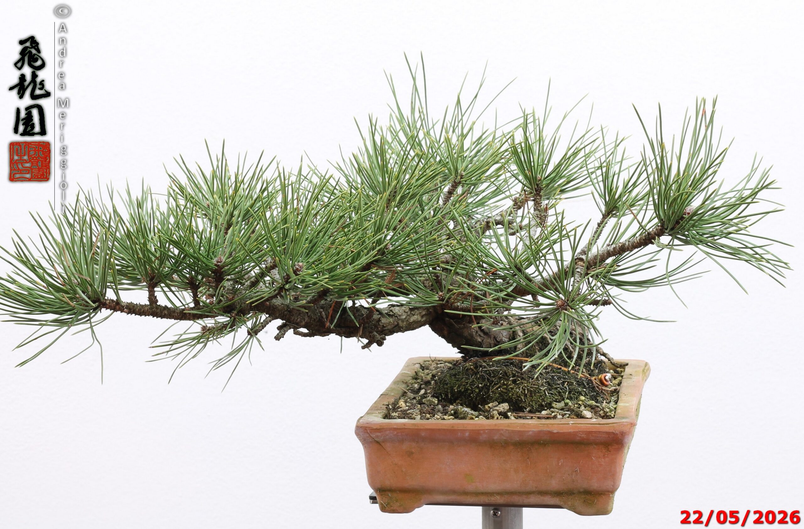 Pinus mugo - immagine 10