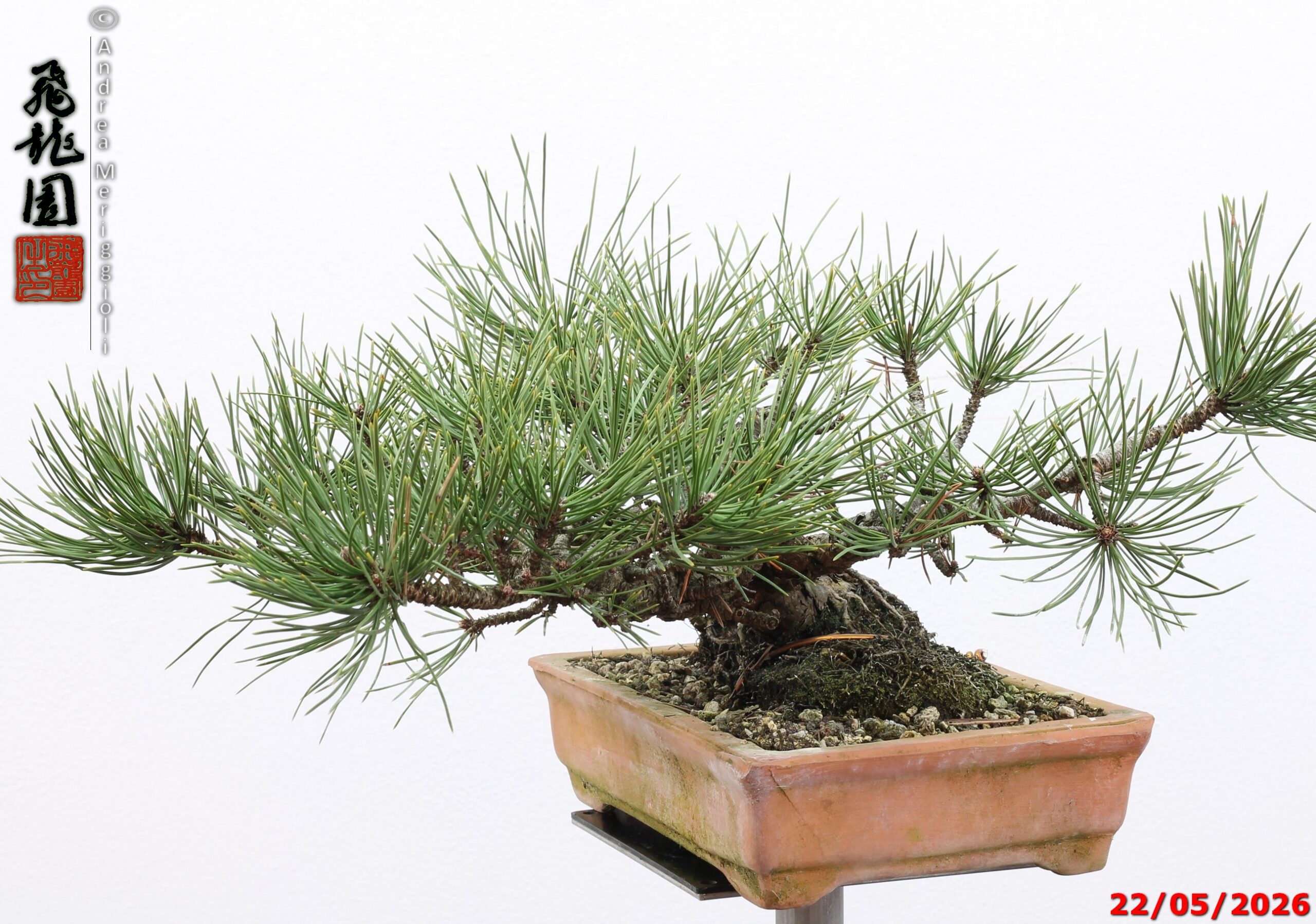 Pinus mugo - immagine 9