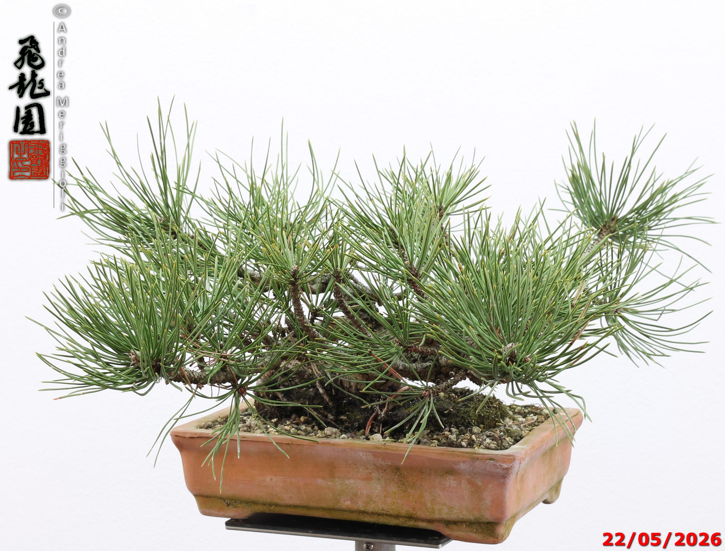 Pinus mugo - immagine 8