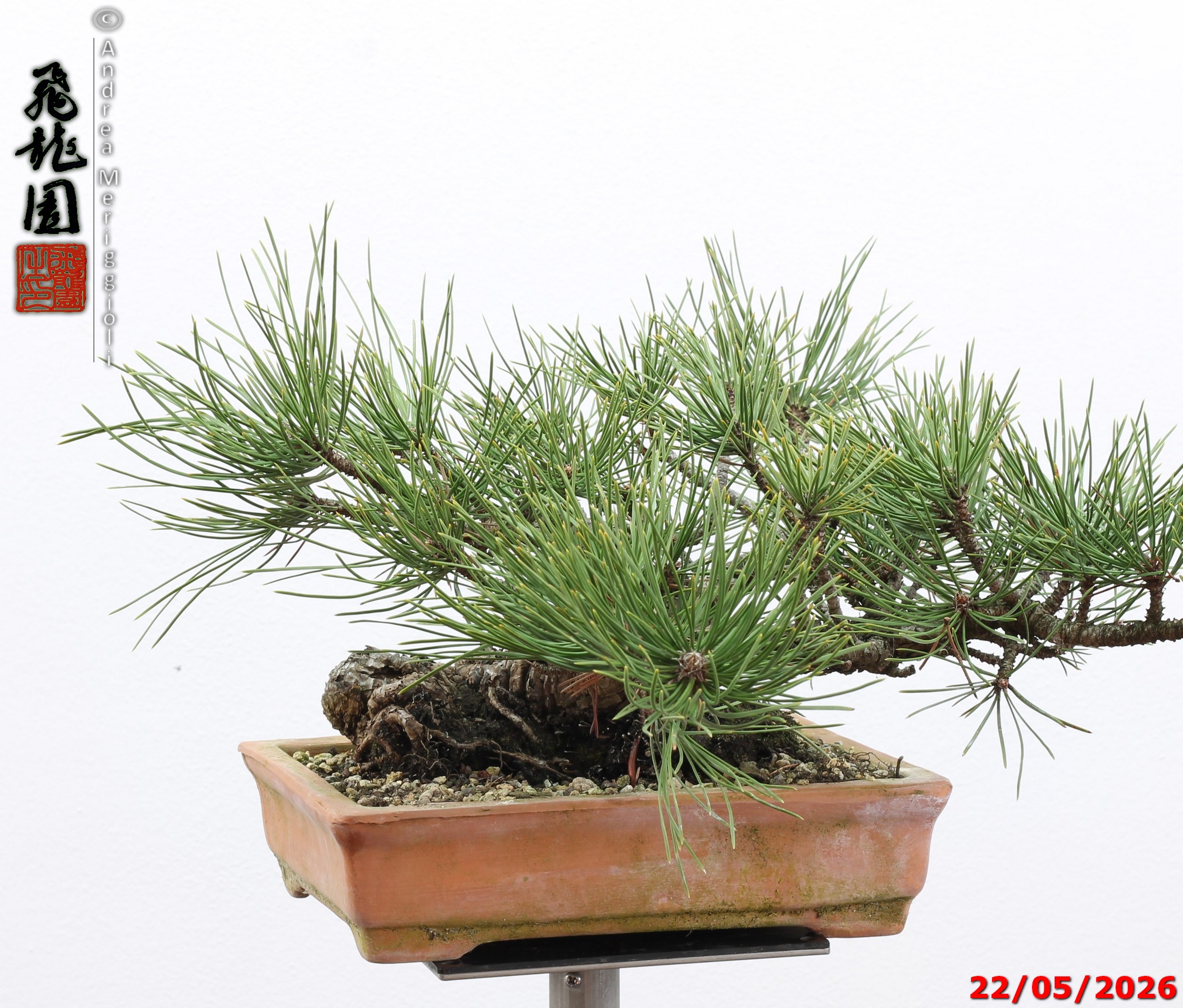 Pinus mugo - immagine 7