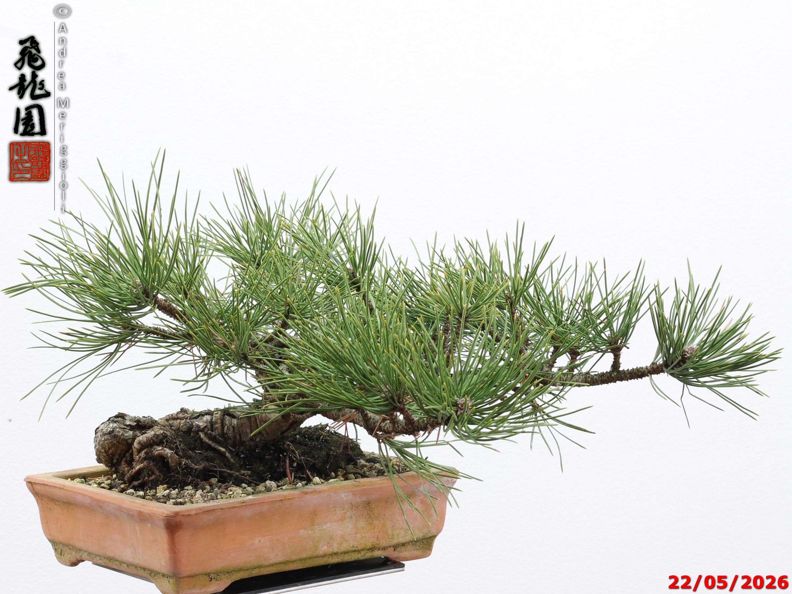 Pinus mugo - immagine 6