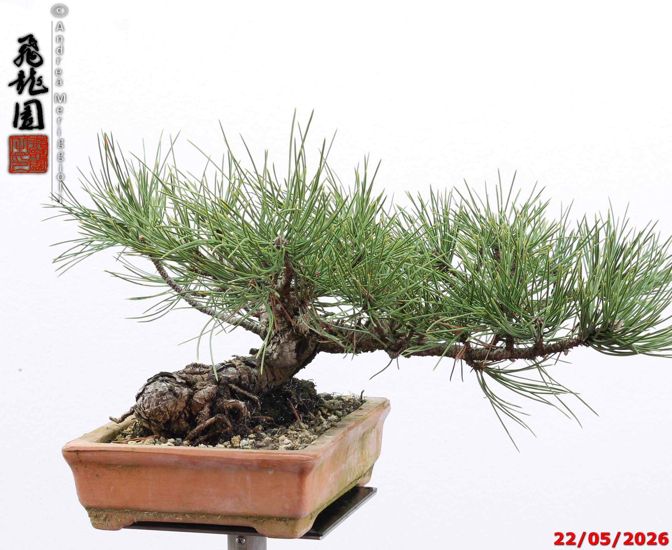 Pinus mugo - immagine 5