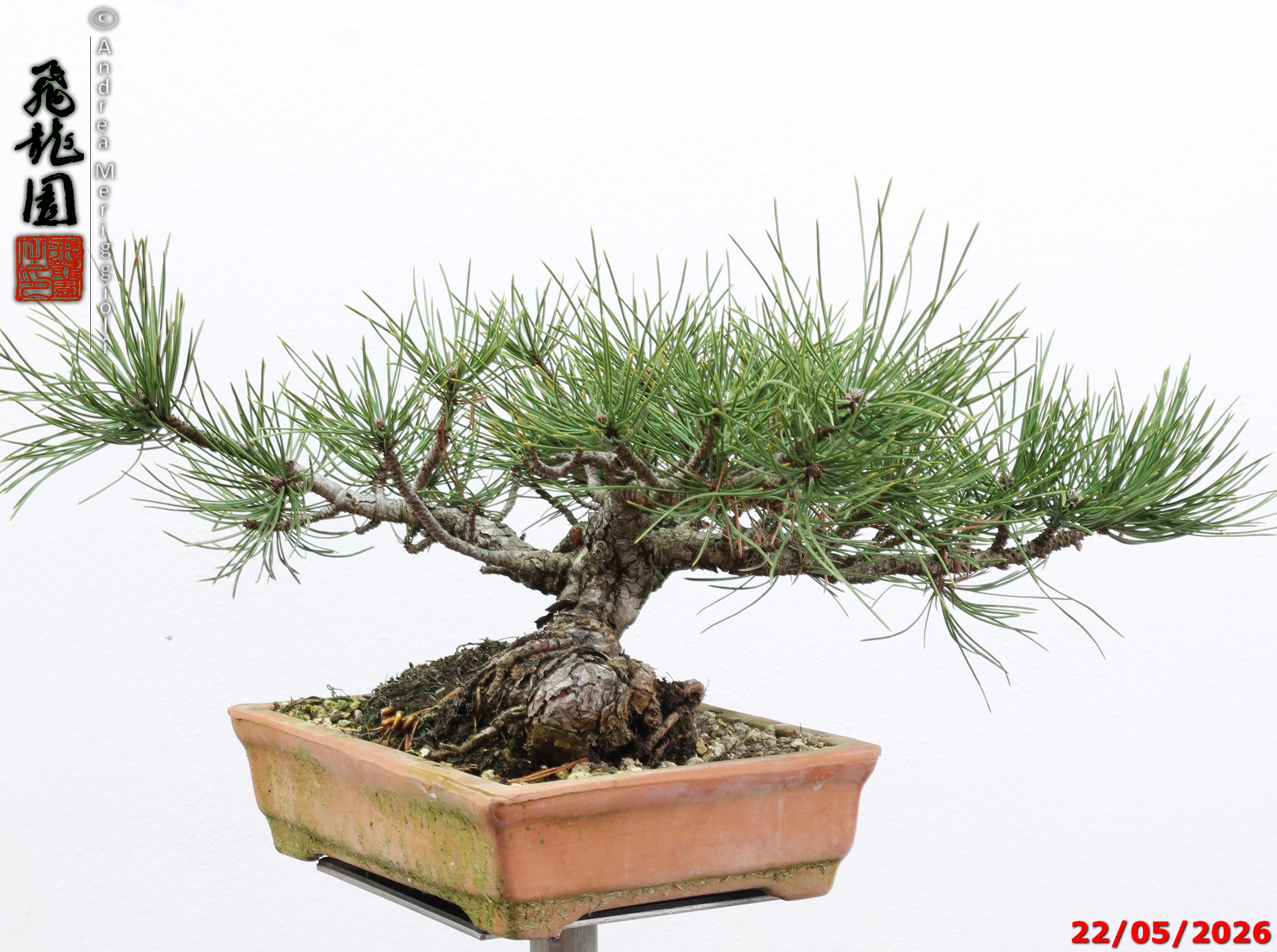 Pinus mugo - immagine 4