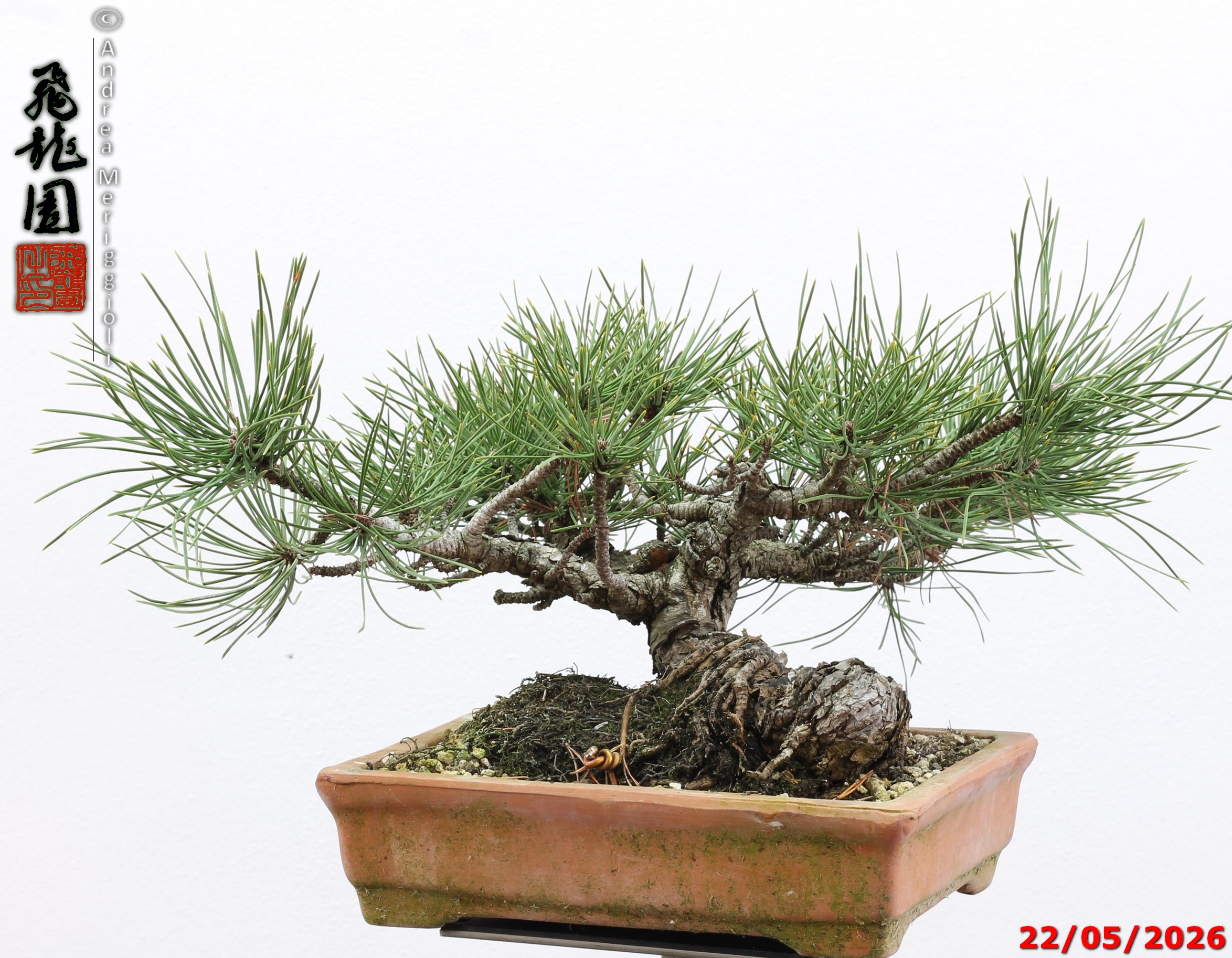 Pinus mugo - immagine 3