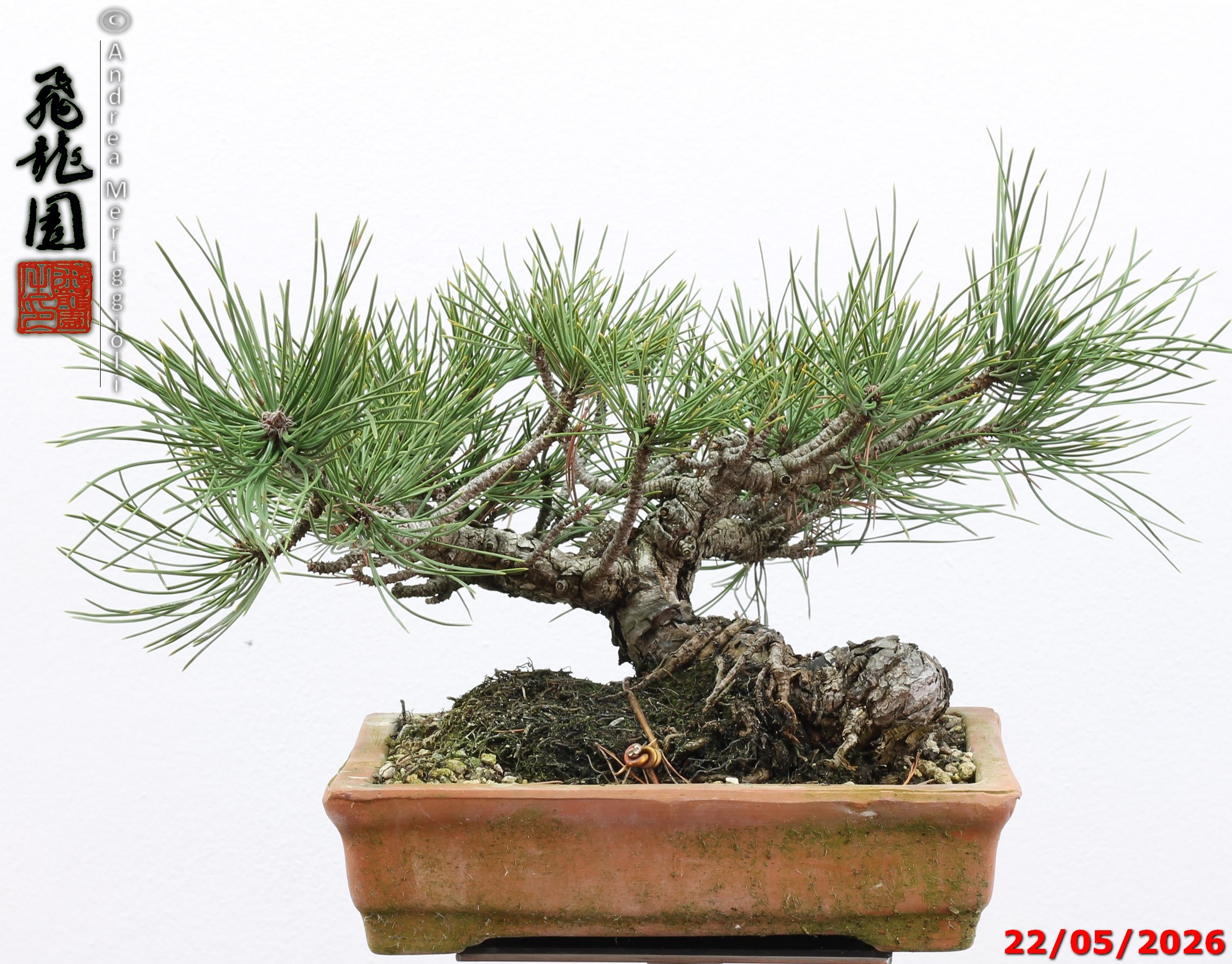 Pinus mugo - immagine 2
