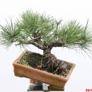 Pinus mugo