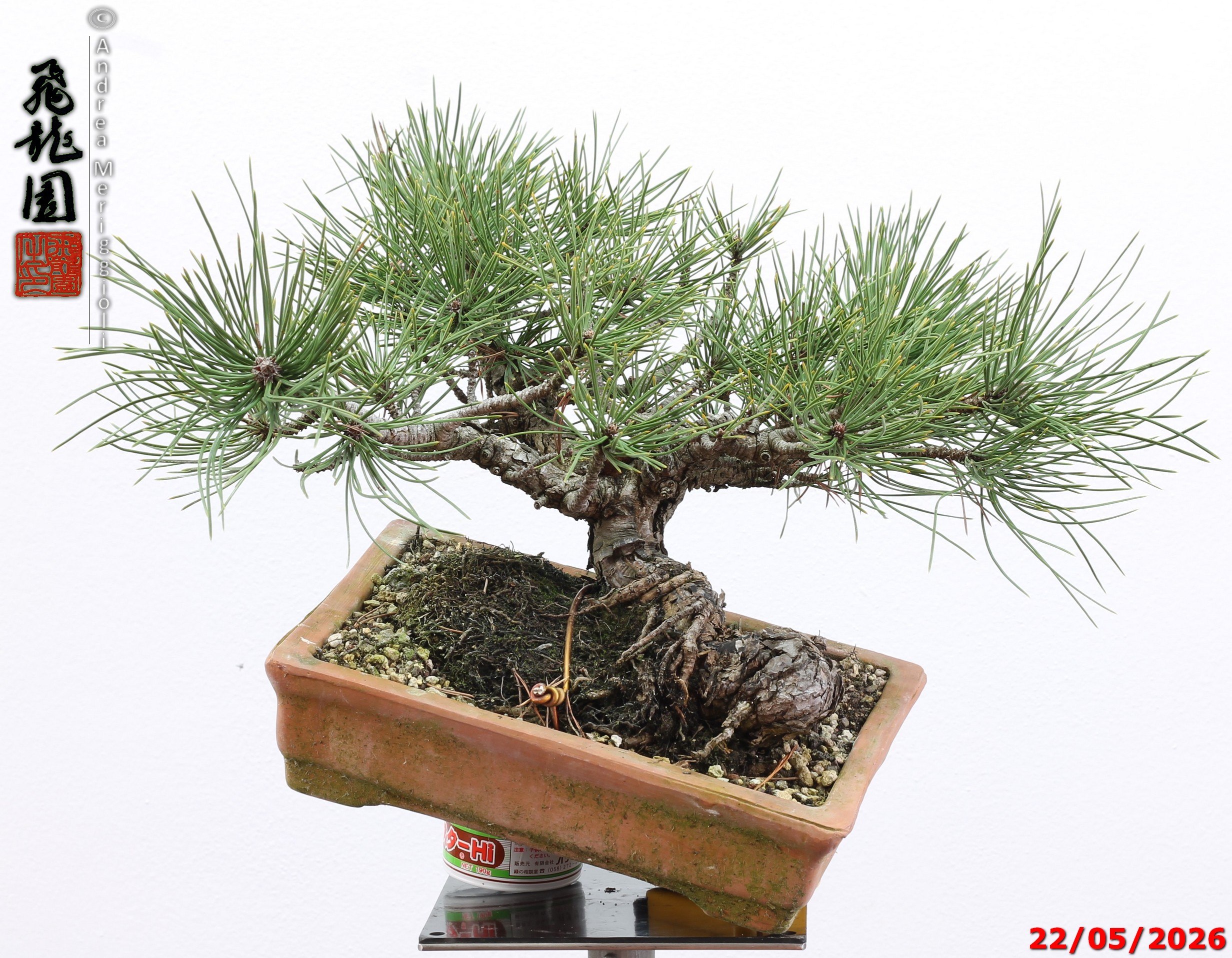 Pinus mugo