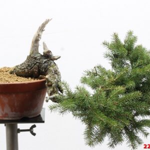 Picea abies