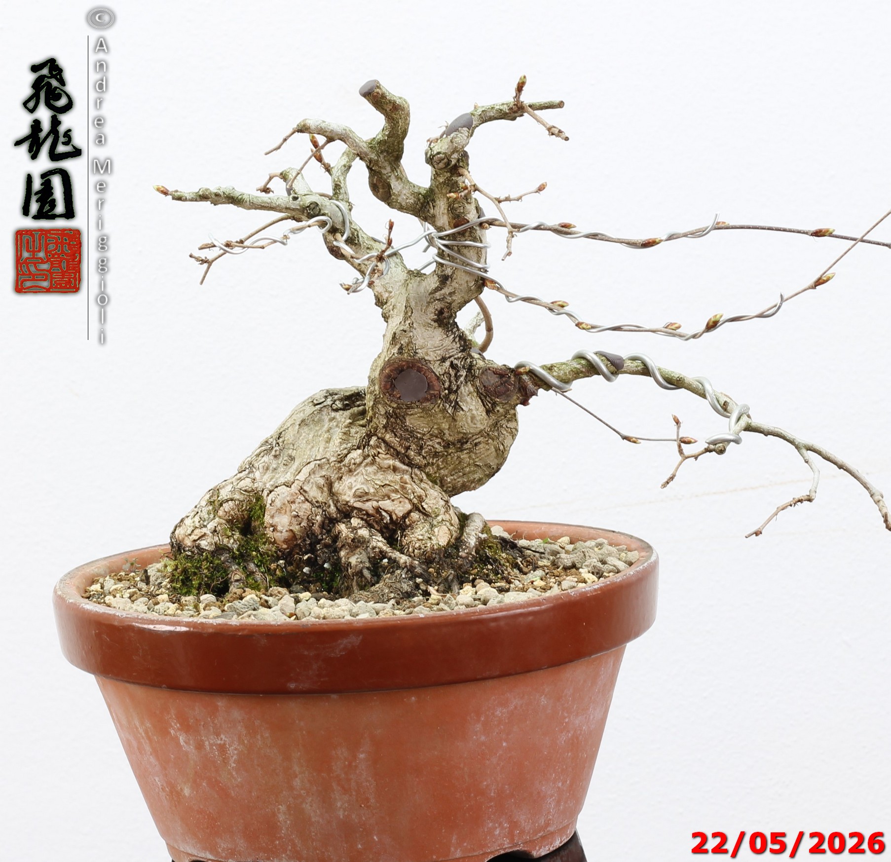 Carpinus turczaninowii shohin - immagine 12