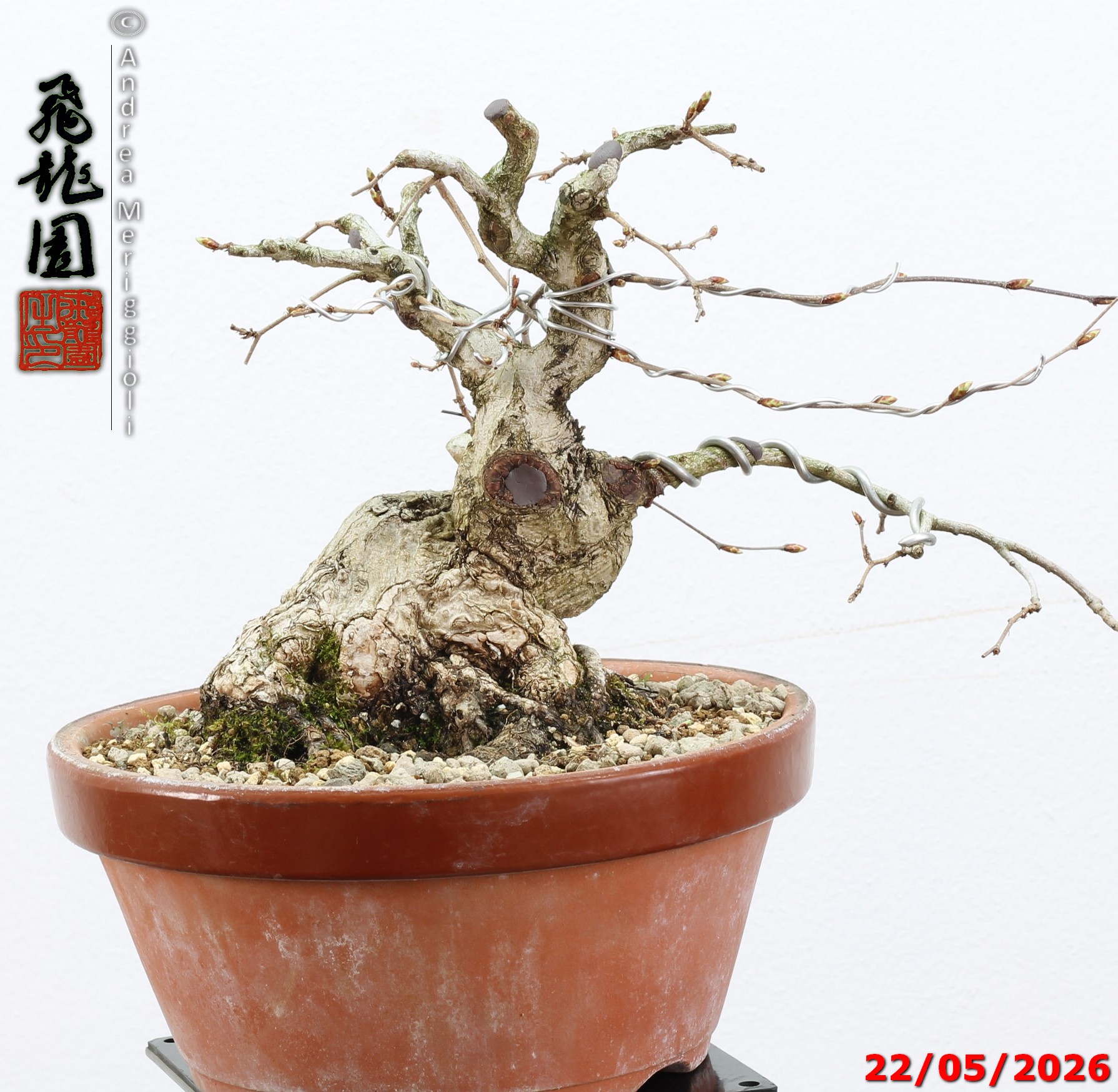 Carpinus turczaninowii shohin - immagine 11