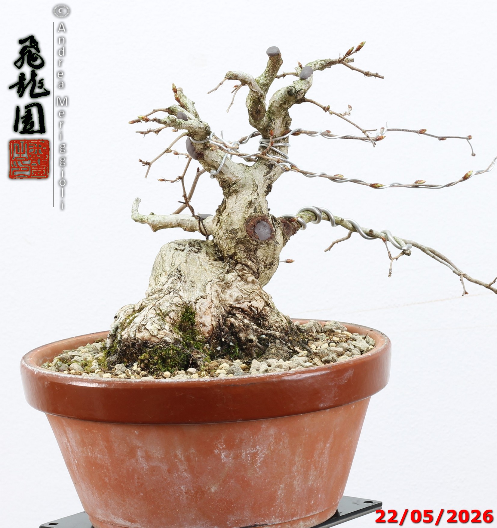 Carpinus turczaninowii shohin - immagine 10