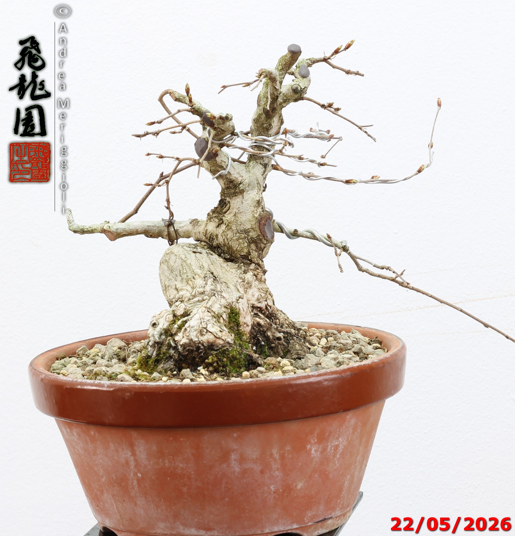 Carpinus turczaninowii shohin - immagine 9