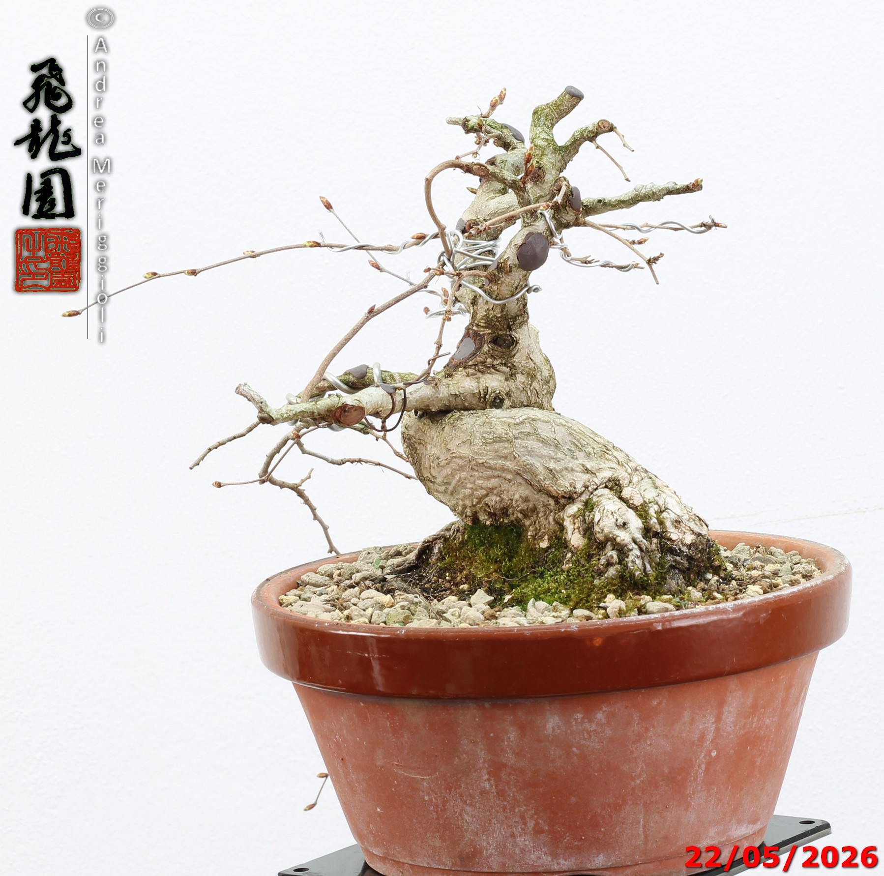 Carpinus turczaninowii shohin - immagine 8