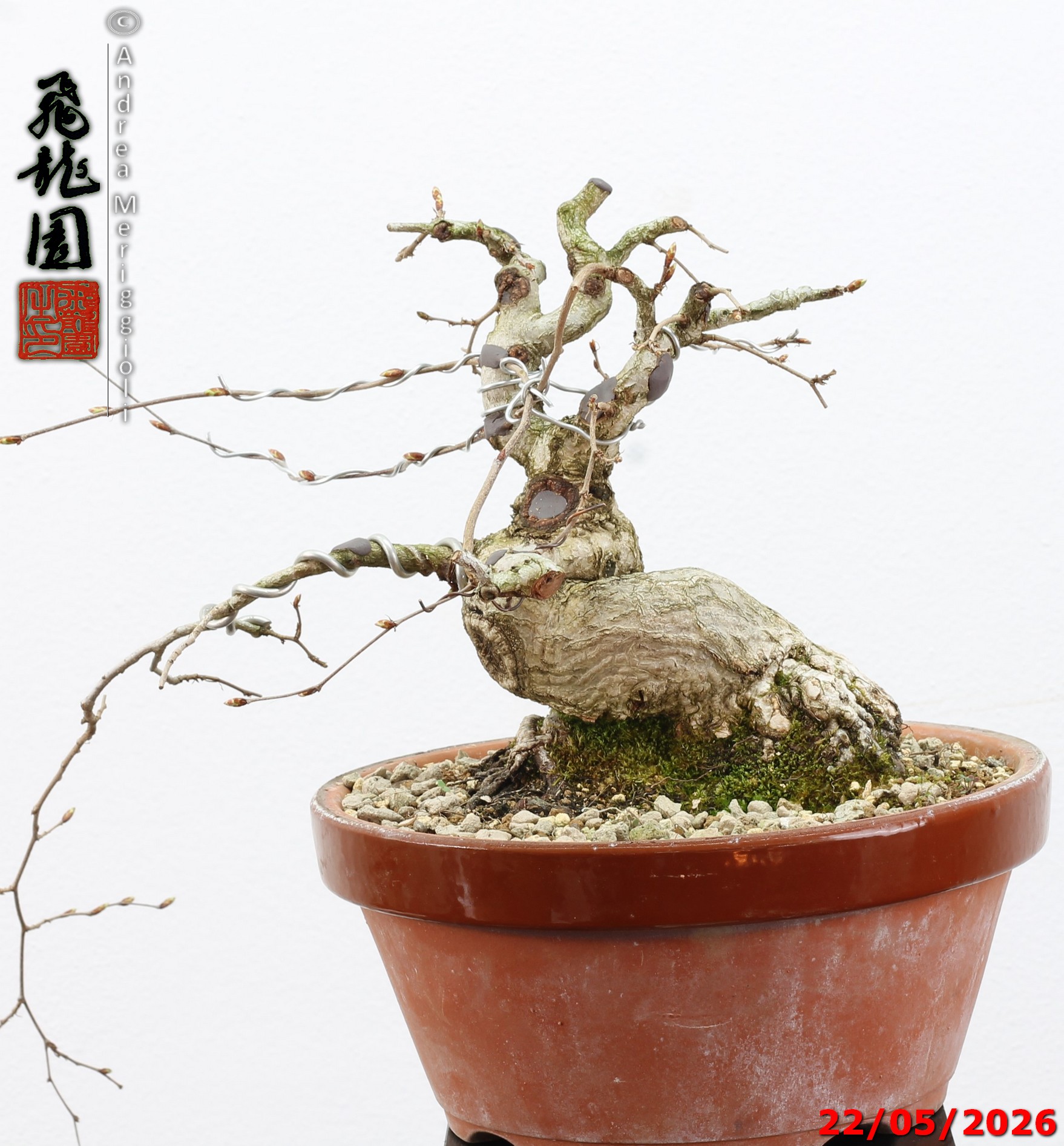 Carpinus turczaninowii shohin - immagine 7