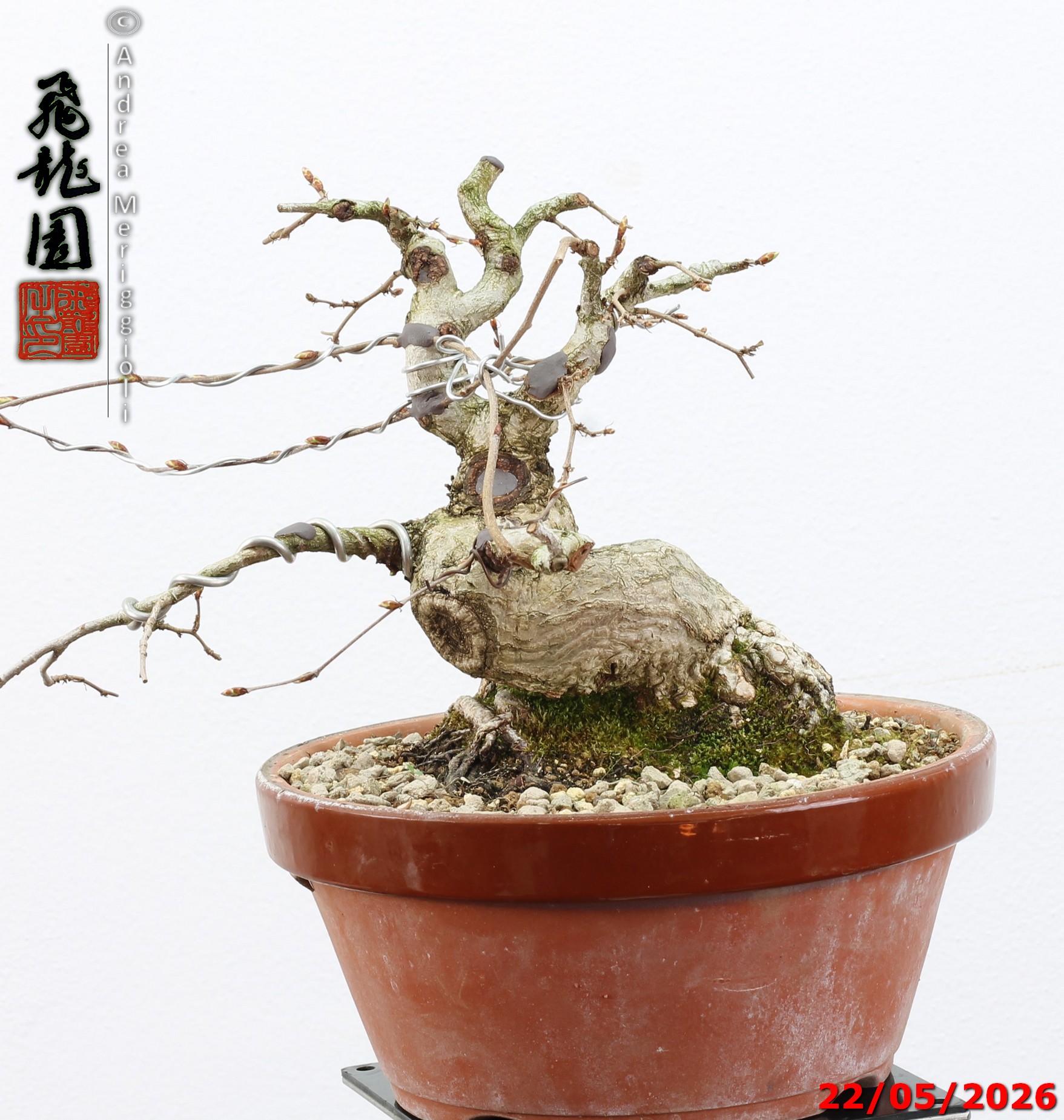 Carpinus turczaninowii shohin - immagine 6