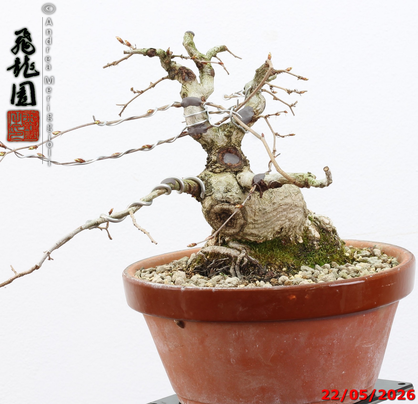 Carpinus turczaninowii shohin - immagine 5