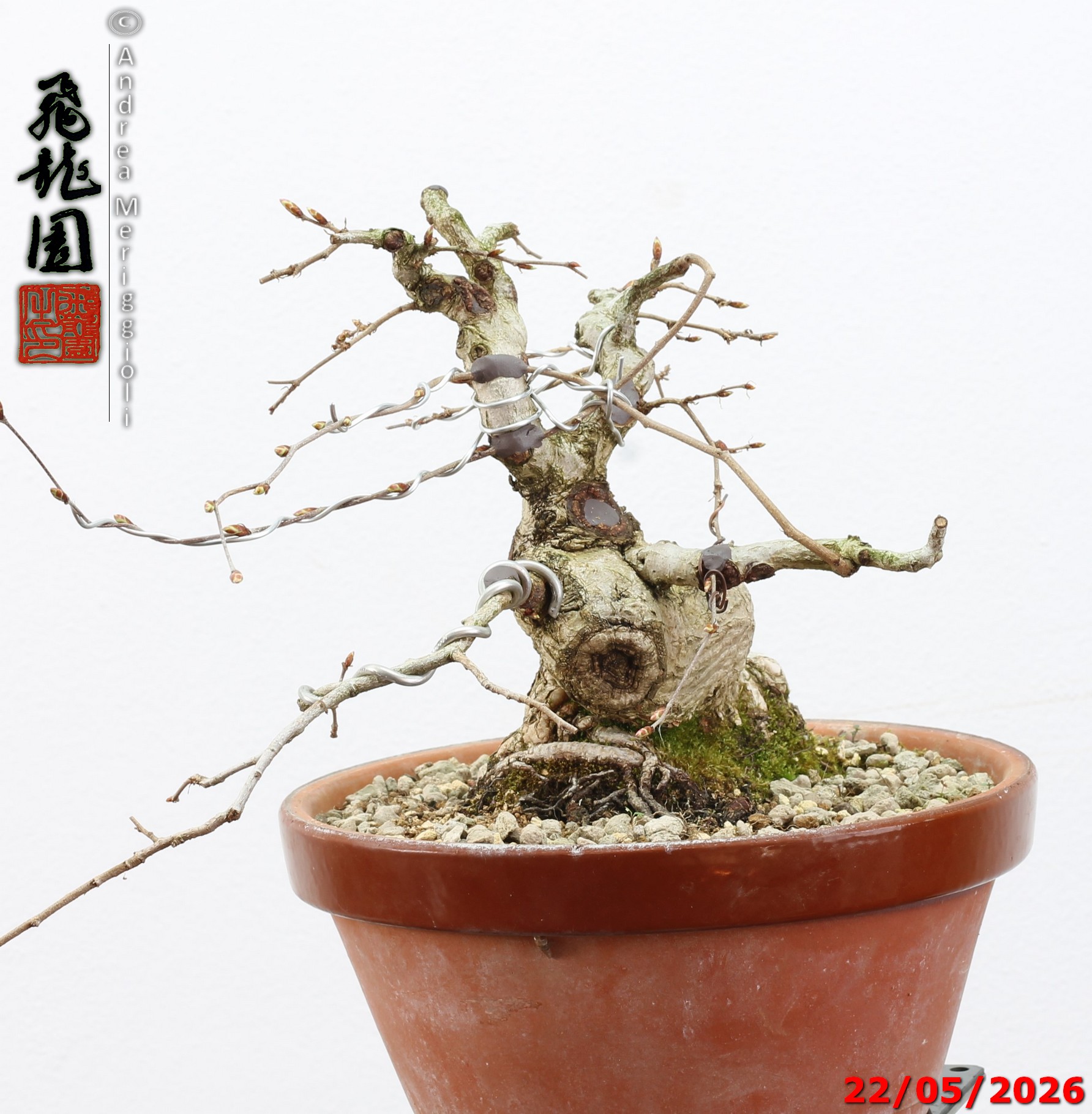 Carpinus turczaninowii shohin - immagine 4