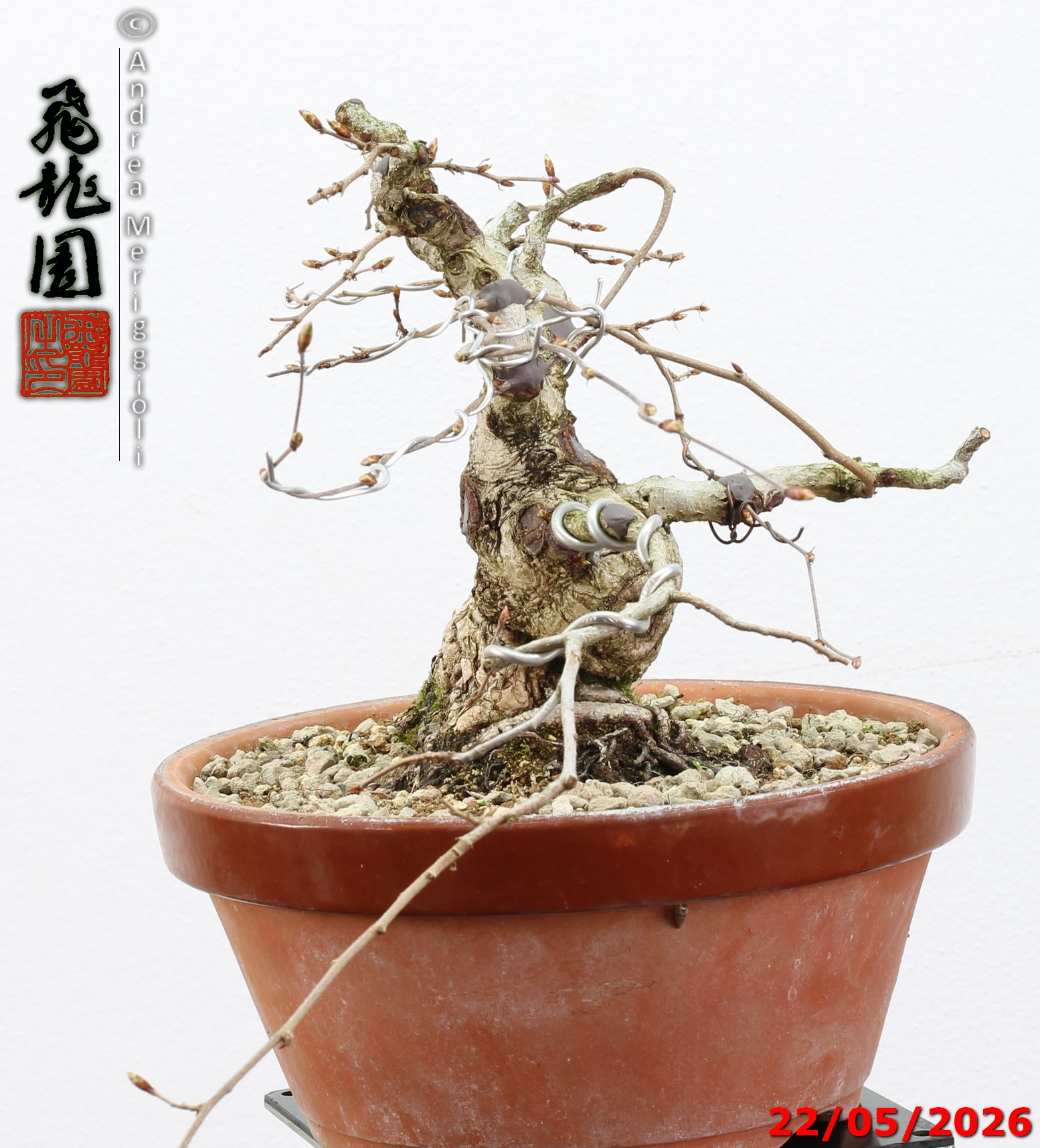 Carpinus turczaninowii shohin - immagine 3