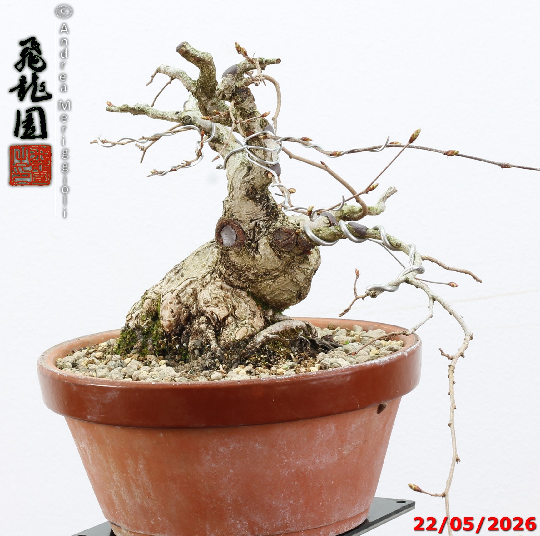Carpinus turczaninowii shohin - immagine 2