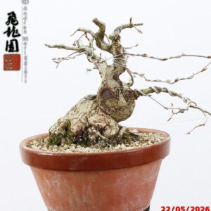 Carpinus turczaninowii shohin