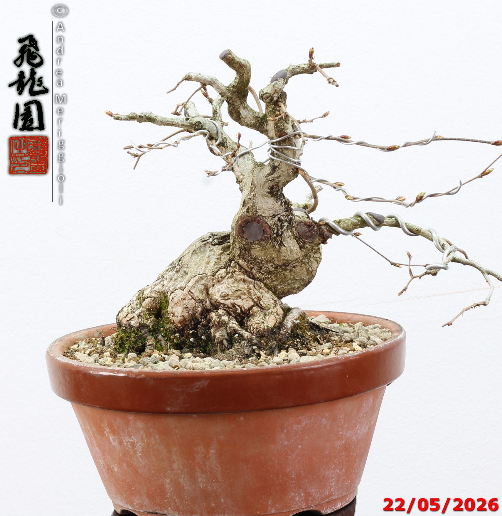 Carpinus turczaninowii shohin