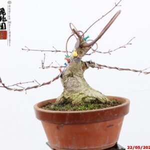 Acer palmatum deshojo shohin