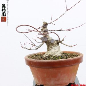Acer palmatum deshojo shohin