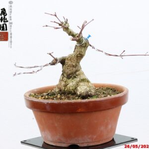 Acer palmatum deshojo shohin
