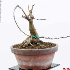 Acer buergerianum shohin