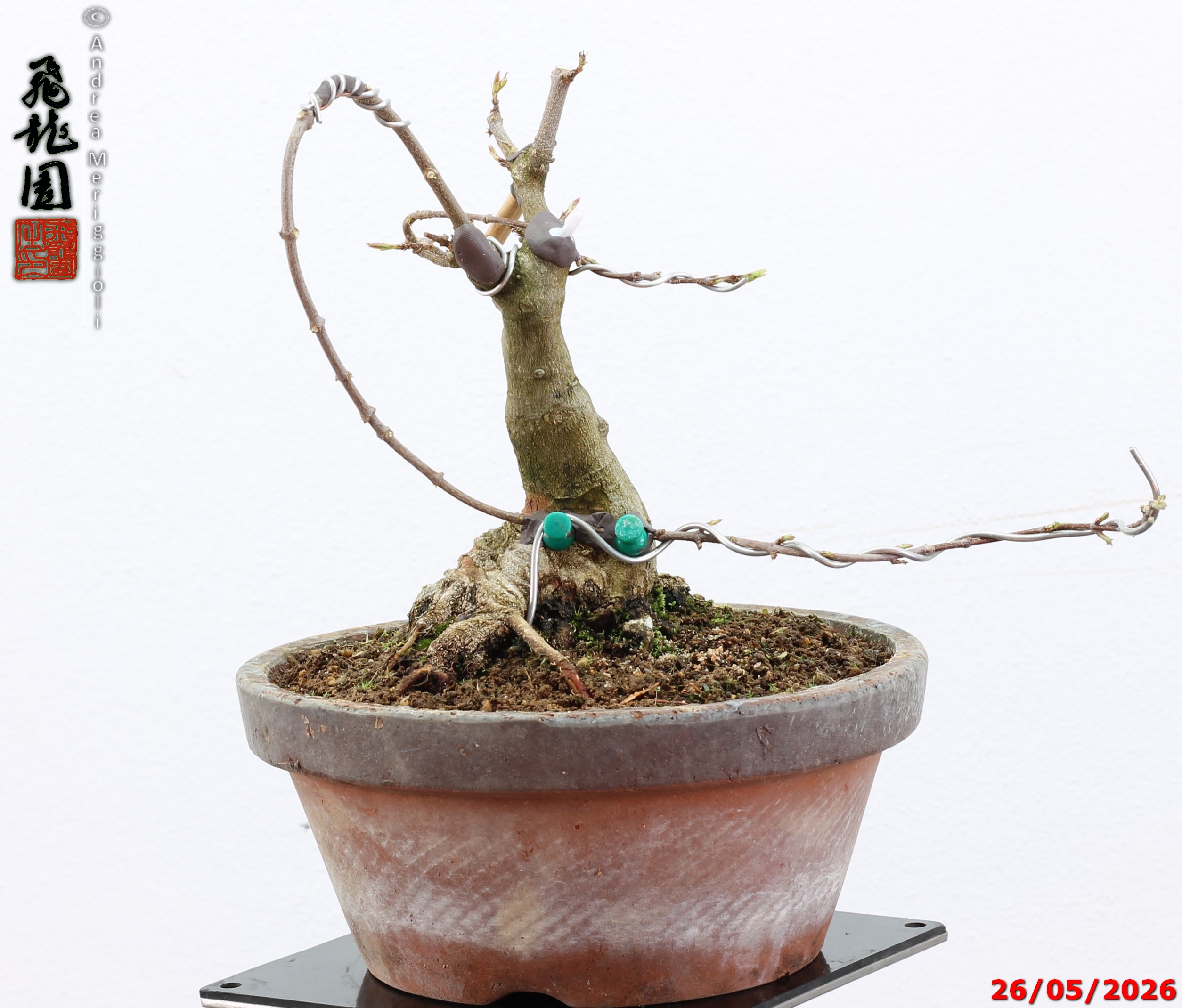 Acer buergerianum shohin