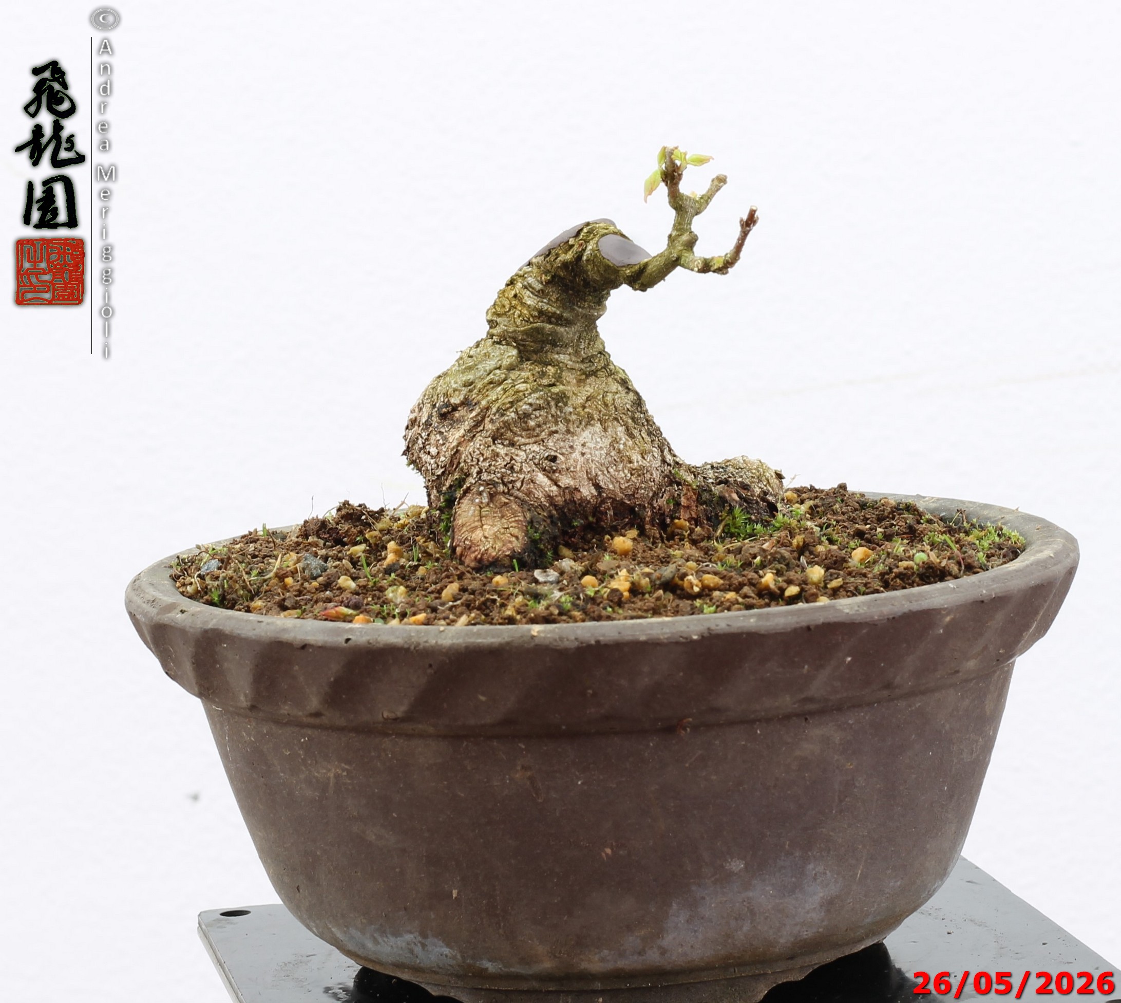 Acer buergerianum shohin - Image 12