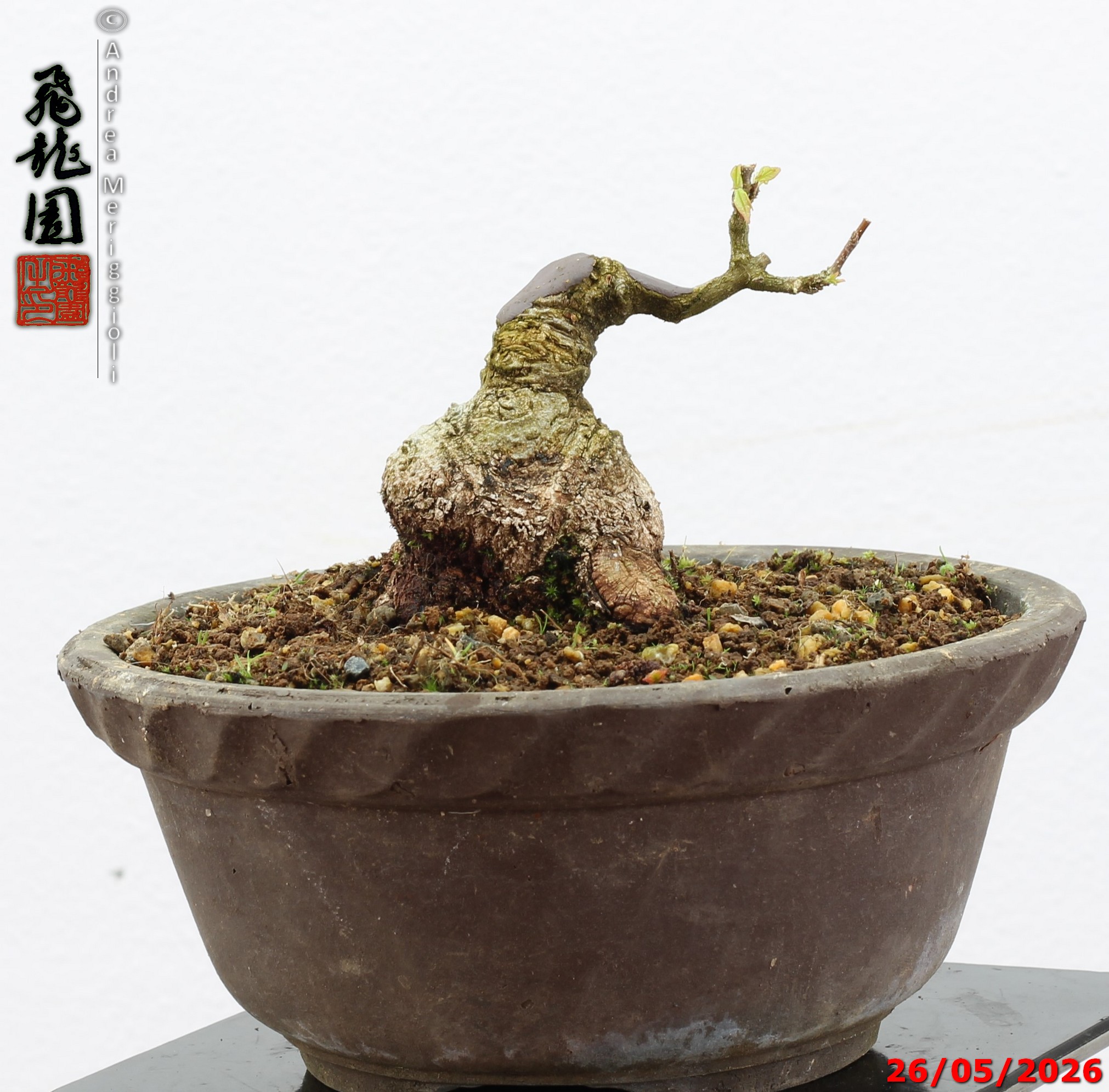 Acer buergerianum shohin - Image 11