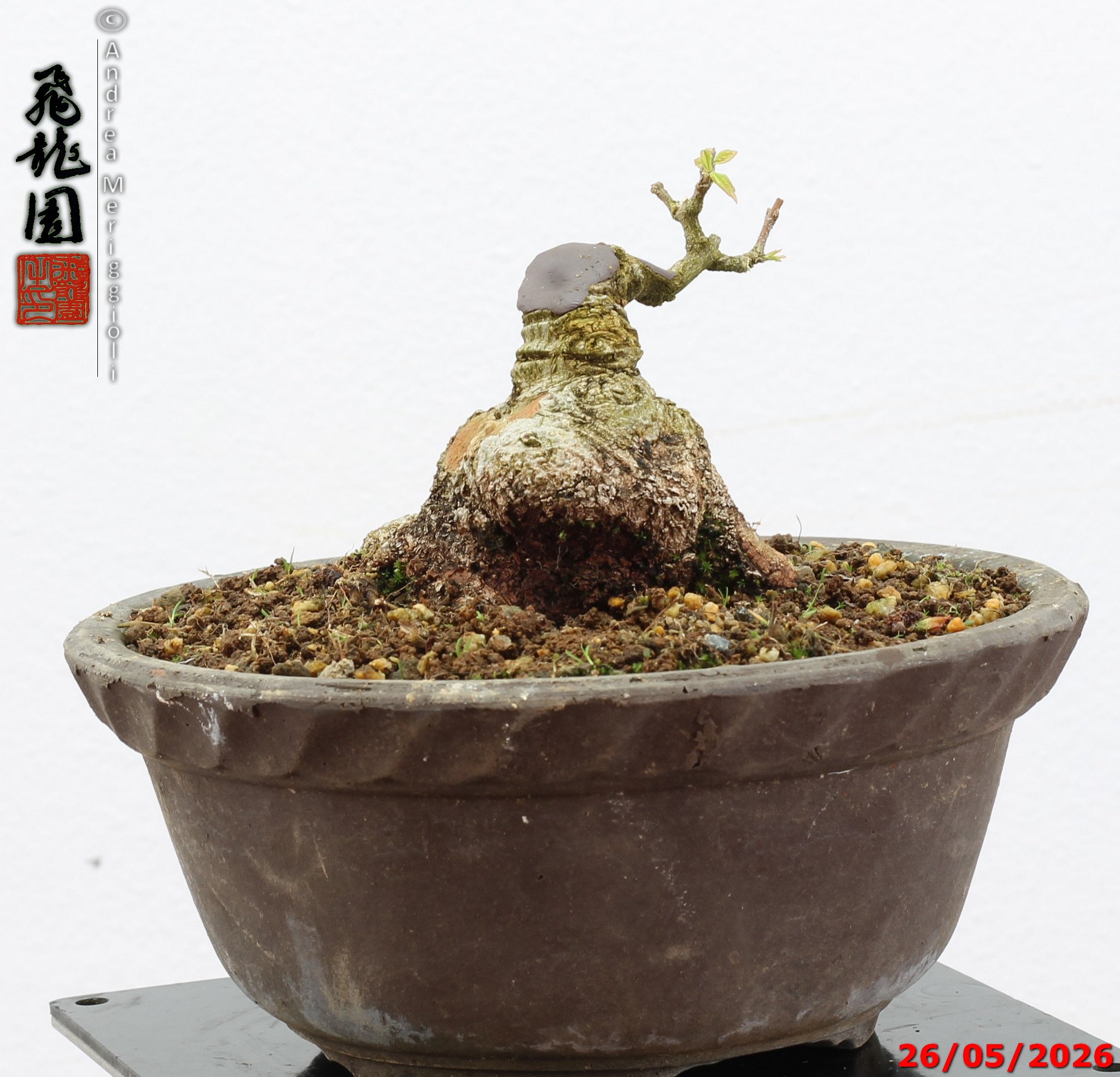 Acer buergerianum shohin - Image 10