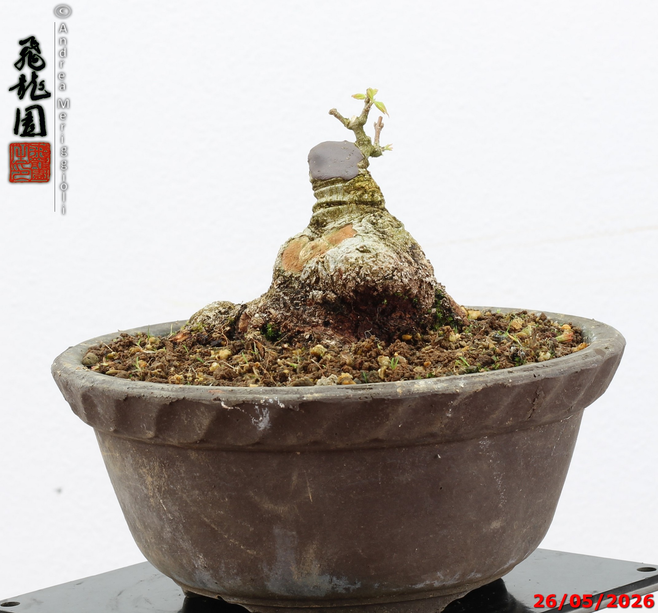 Acer buergerianum shohin - Image 9