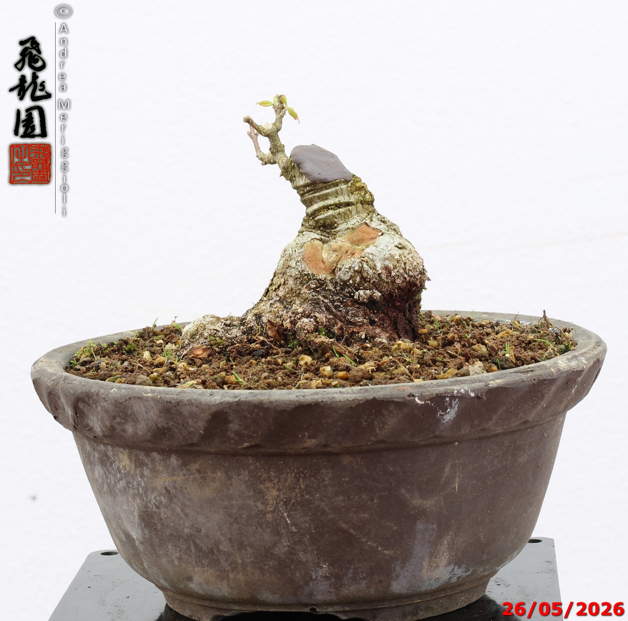 Acer buergerianum shohin - Image 8