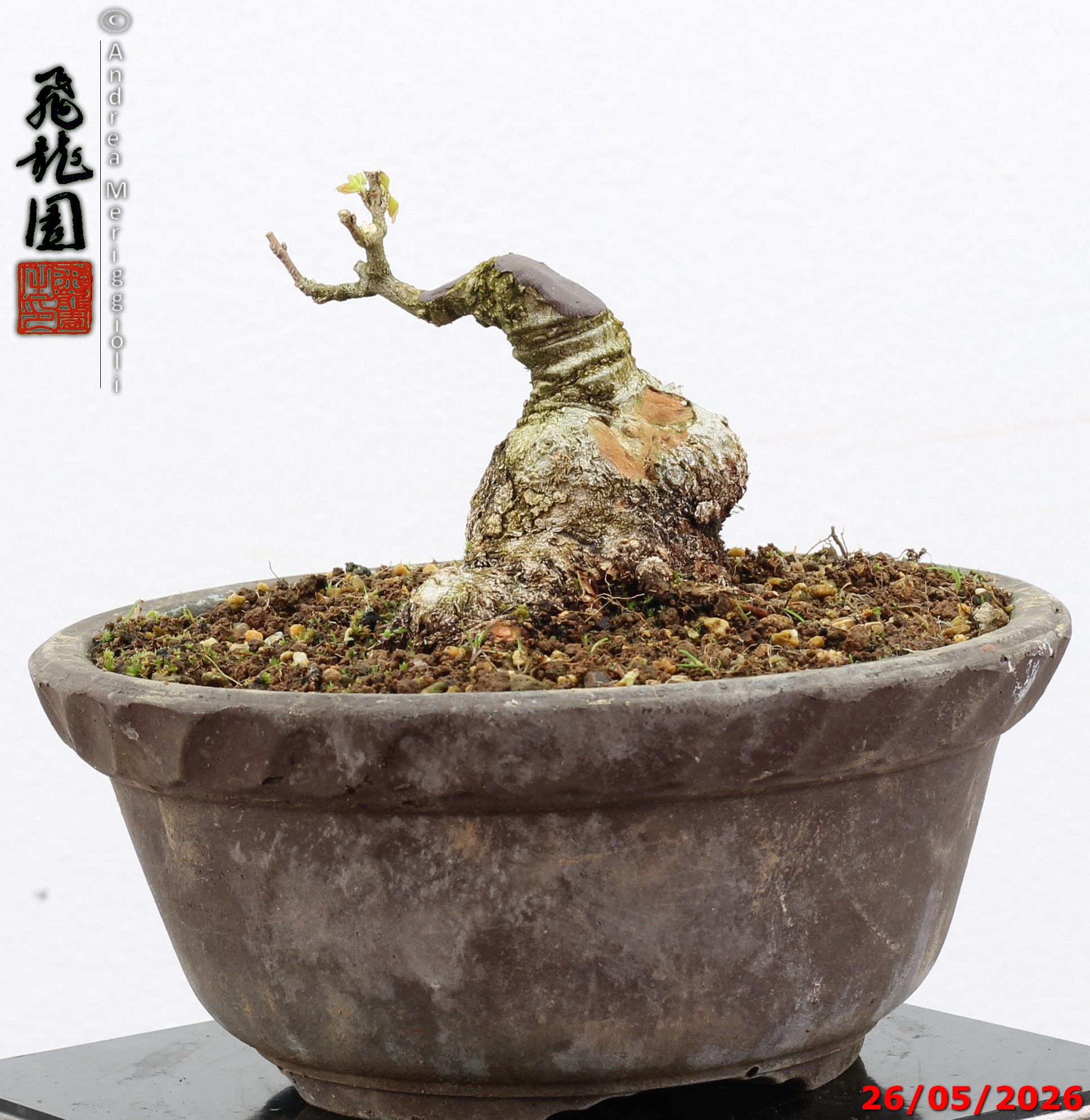 Acer buergerianum shohin - Image 7