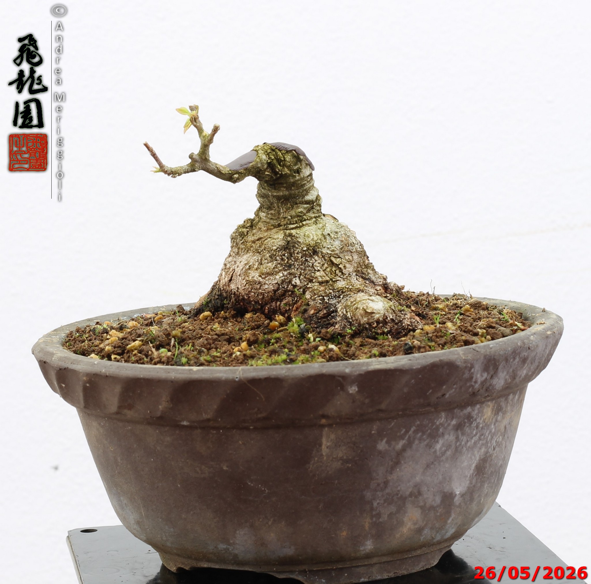 Acer buergerianum shohin - Image 6