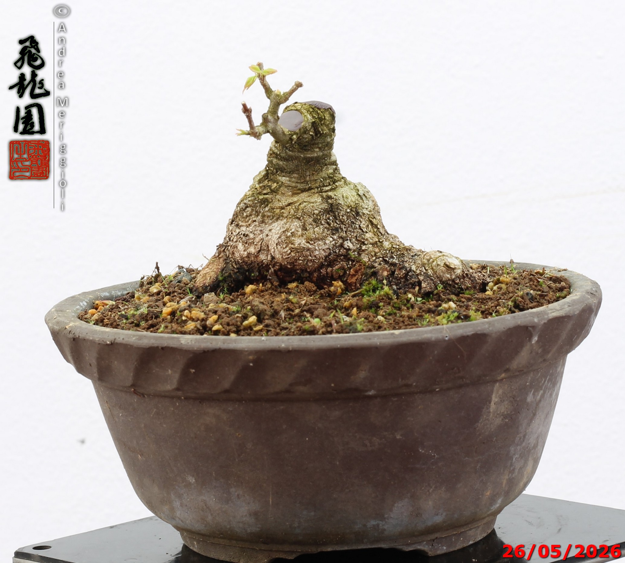 Acer buergerianum shohin - Image 5
