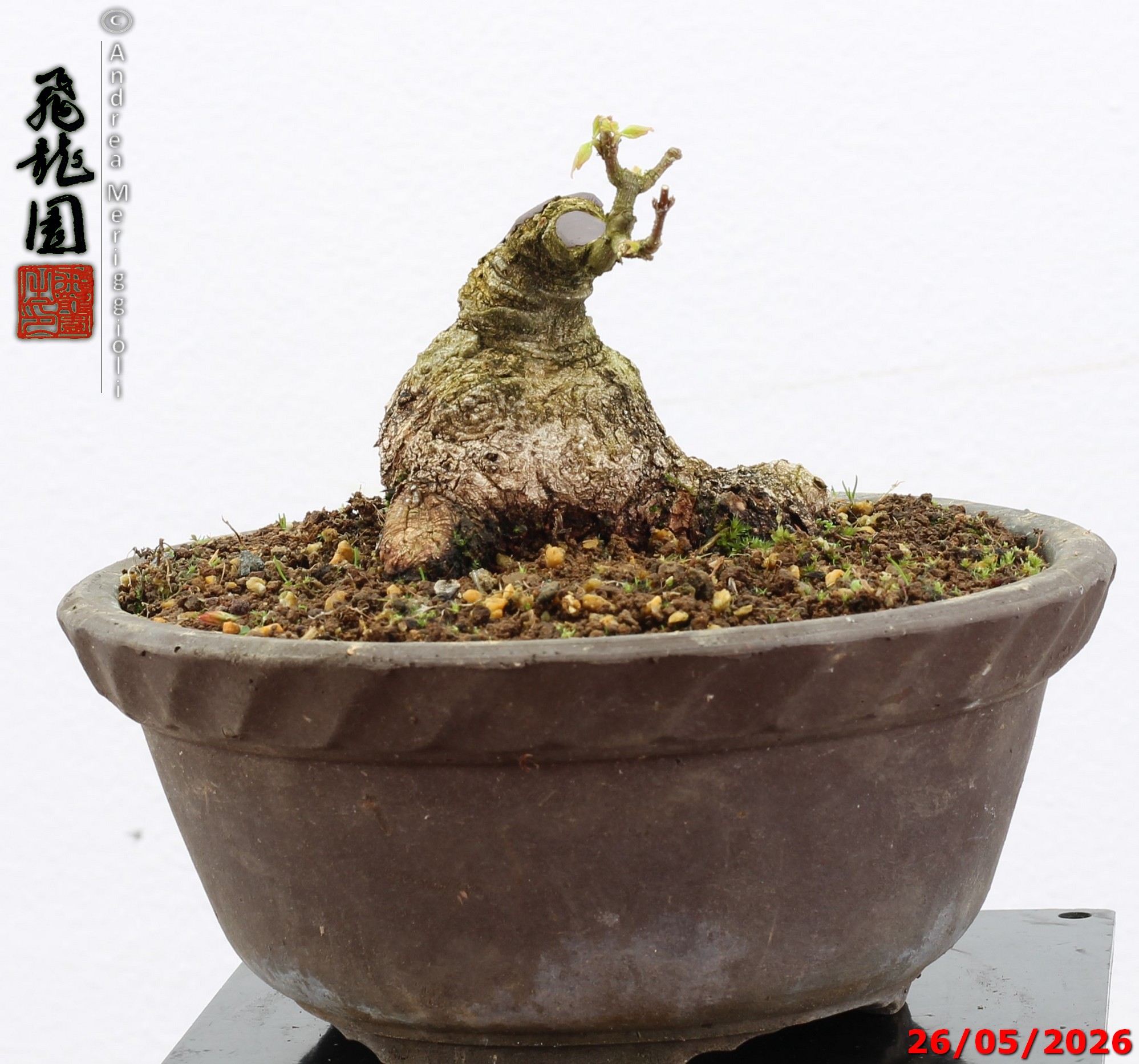 Acer buergerianum shohin - Image 4