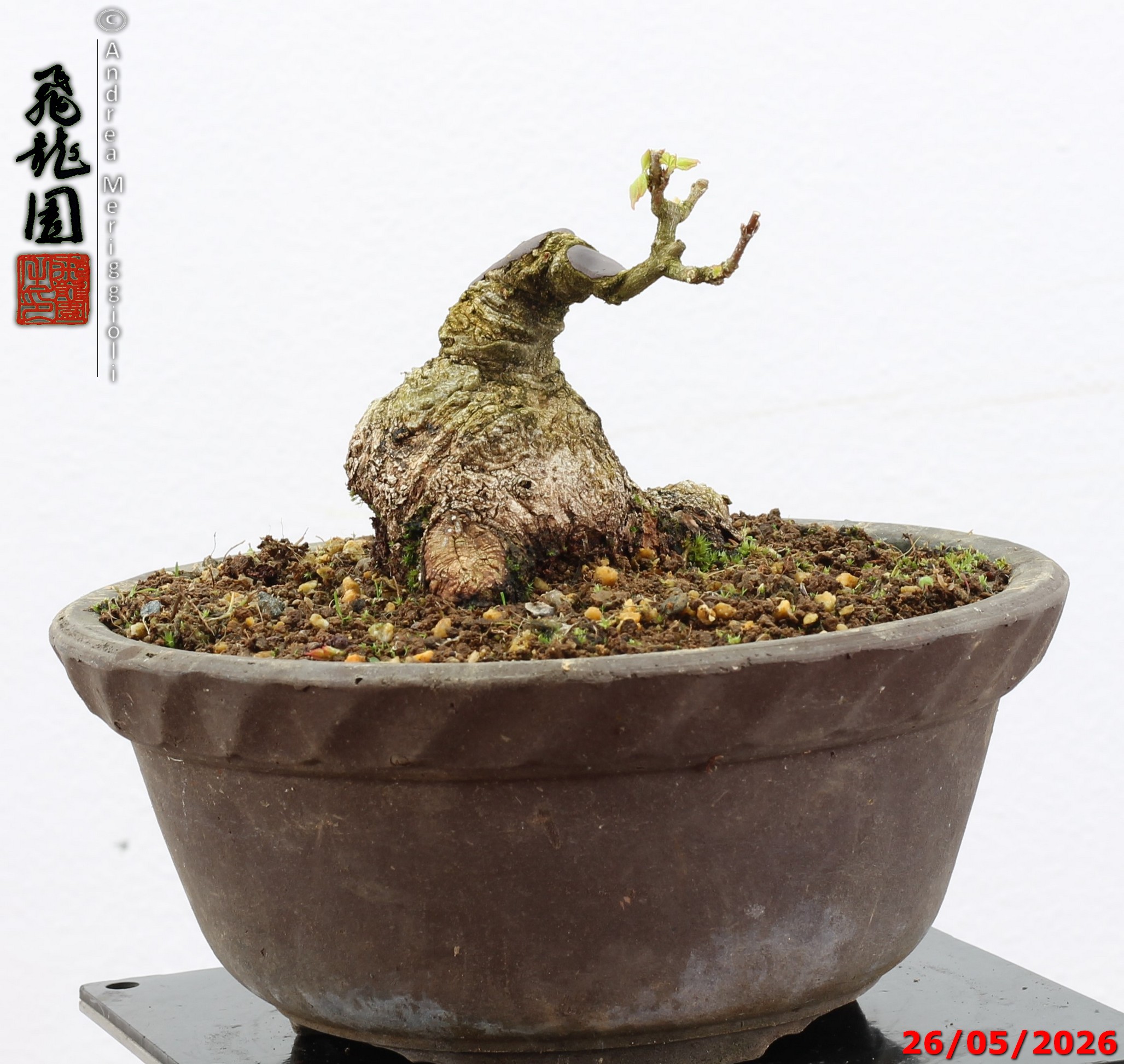 Acer buergerianum shohin - Image 3