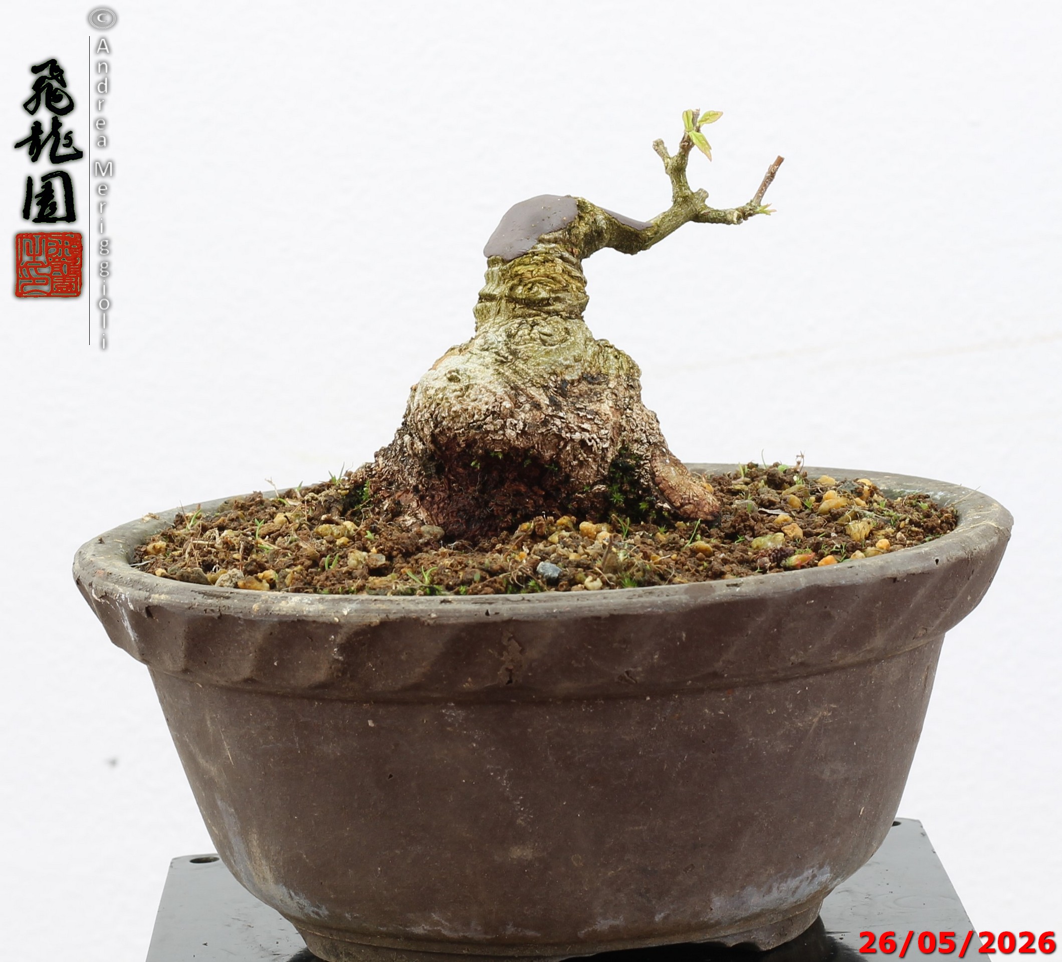 Acer buergerianum shohin - Image 2