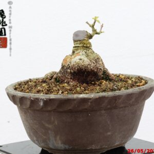Acer buergerianum shohin