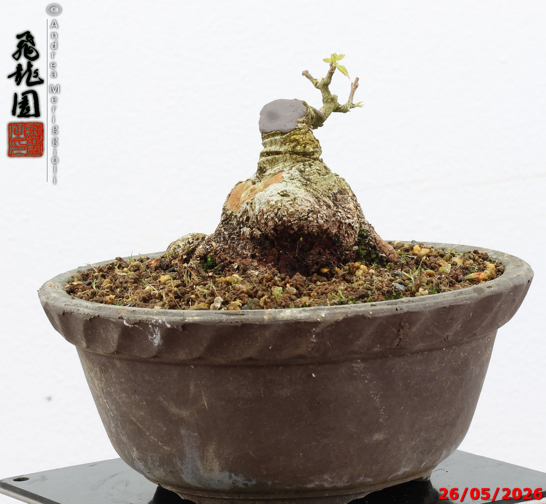 Acer buergerianum shohin