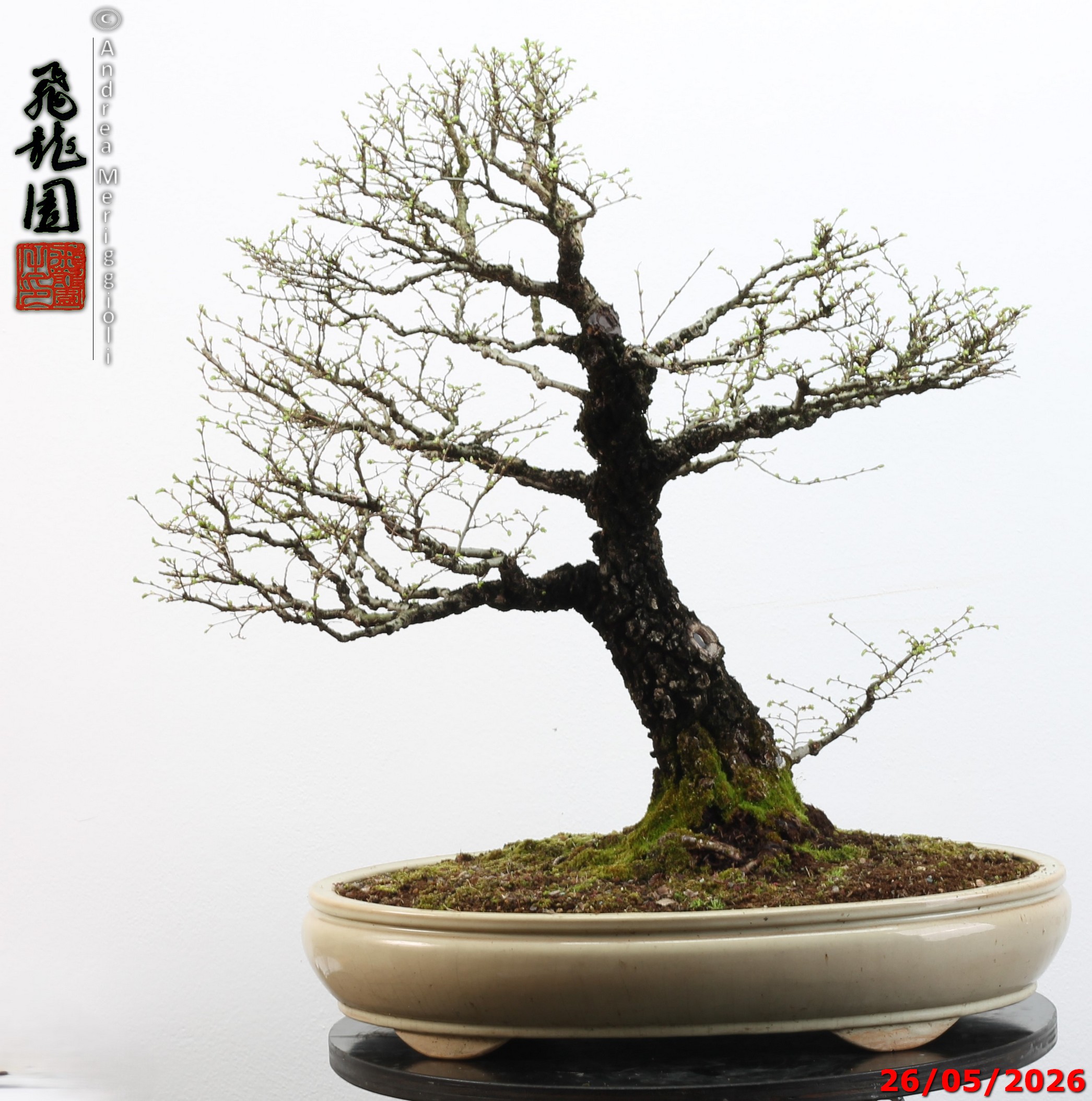 Ulmus parvifolia Nirekeyaki - immagine 11