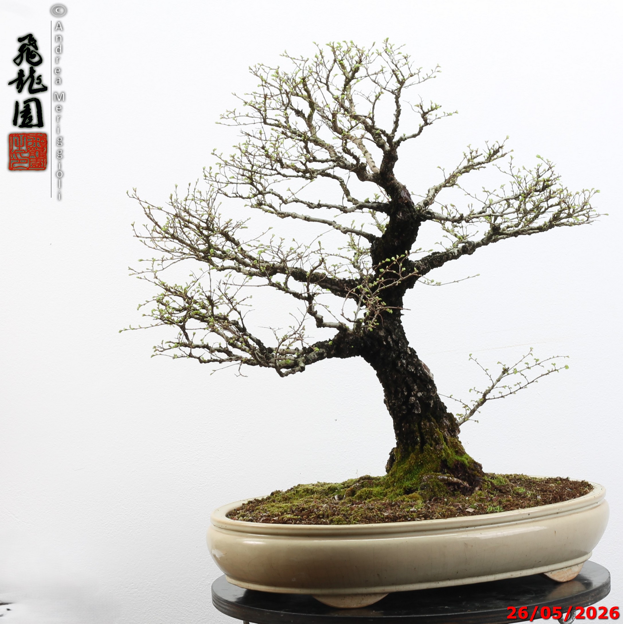 Ulmus parvifolia Nirekeyaki - immagine 10