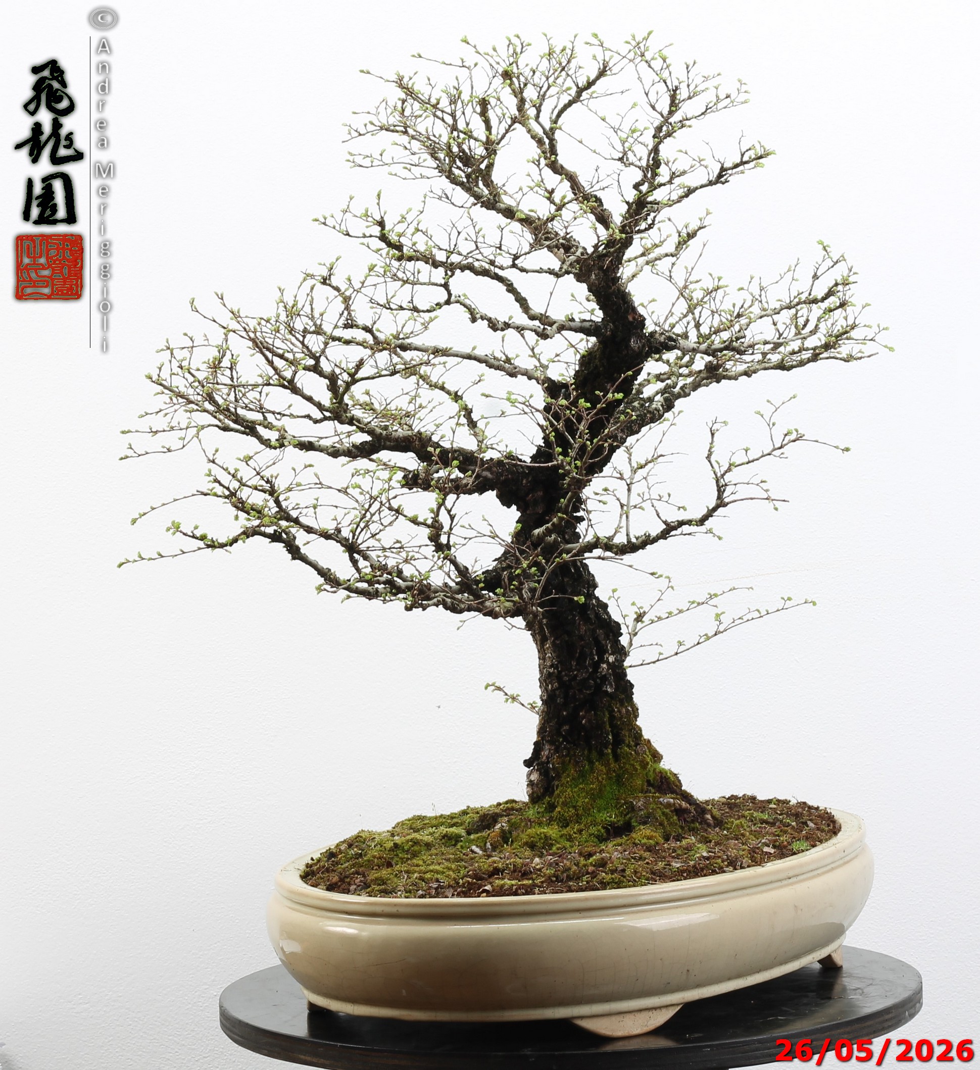 Ulmus parvifolia Nirekeyaki - immagine 9