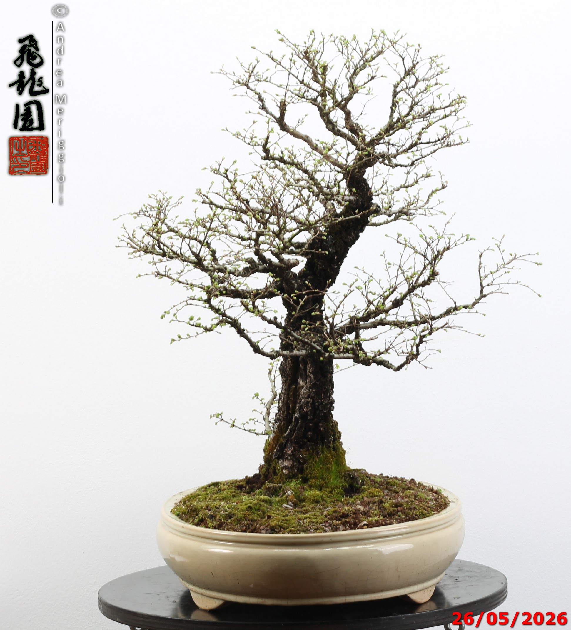 Ulmus parvifolia Nirekeyaki - immagine 8