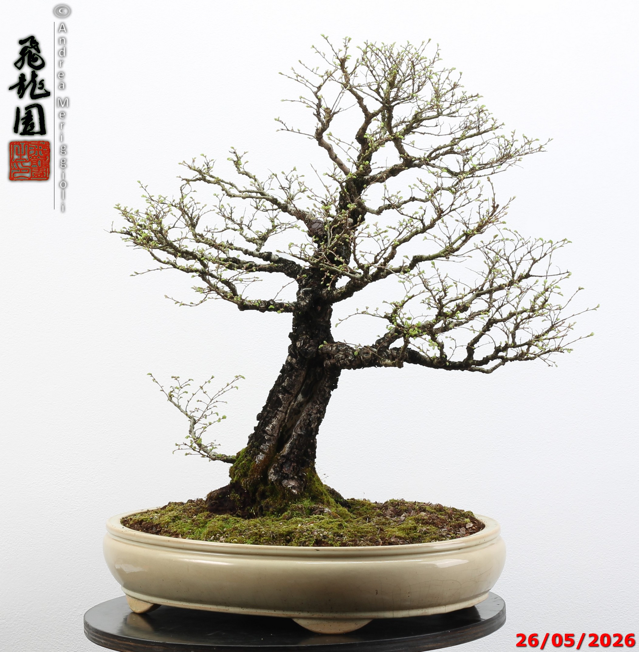Ulmus parvifolia Nirekeyaki - immagine 7